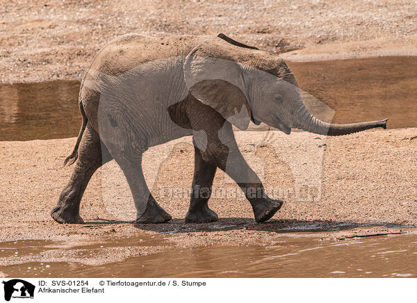 Afrikanischer Elefant / SVS-01254