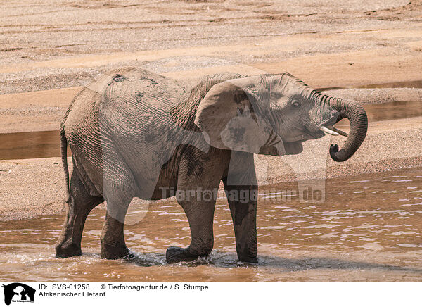 Afrikanischer Elefant / African elephant / SVS-01258