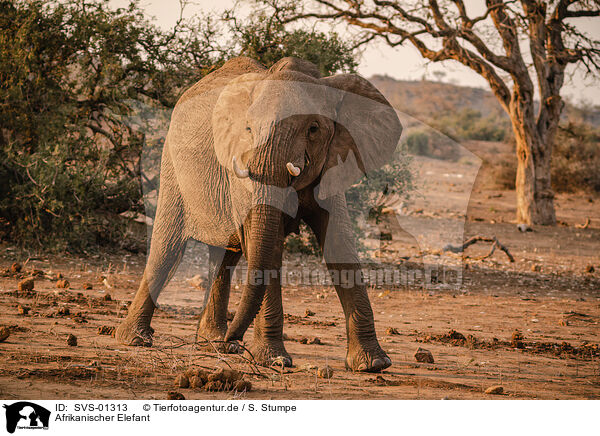 Afrikanischer Elefant / African elephant / SVS-01313