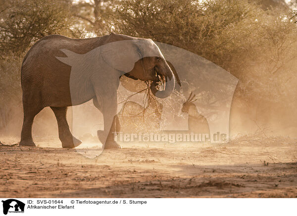 Afrikanischer Elefant / SVS-01644