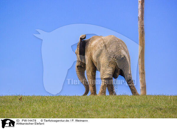 Afrikanischer Elefant / PW-14478