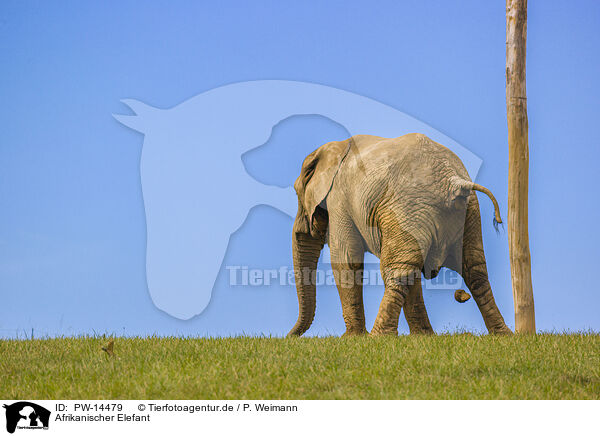 Afrikanischer Elefant / African elephant / PW-14479
