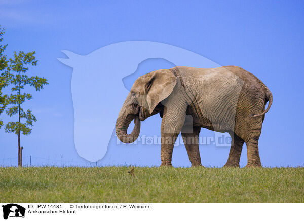 Afrikanischer Elefant / PW-14481