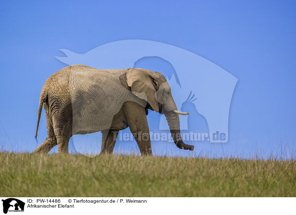 Afrikanischer Elefant / PW-14486