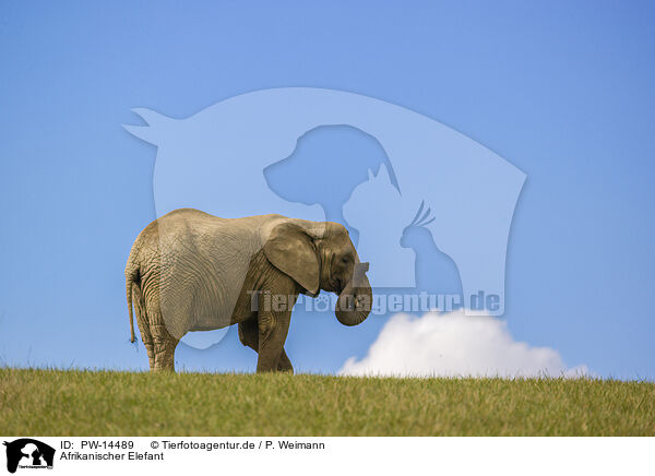 Afrikanischer Elefant / PW-14489