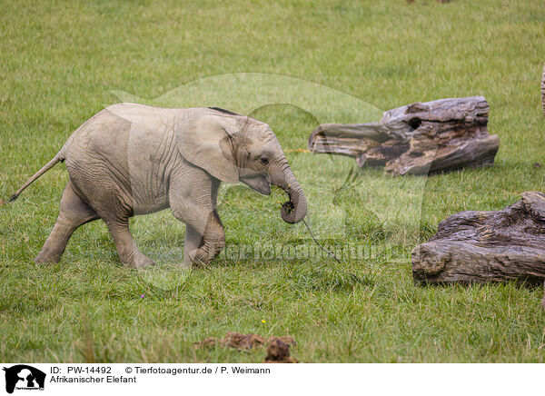 Afrikanischer Elefant / PW-14492