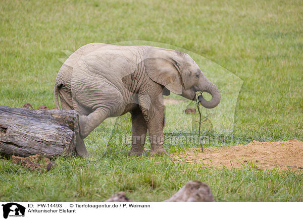 Afrikanischer Elefant / PW-14493