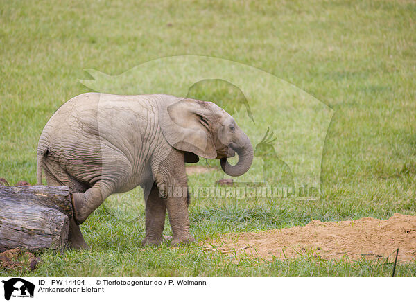 Afrikanischer Elefant / PW-14494