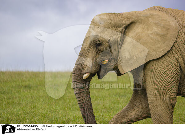 Afrikanischer Elefant / PW-14495