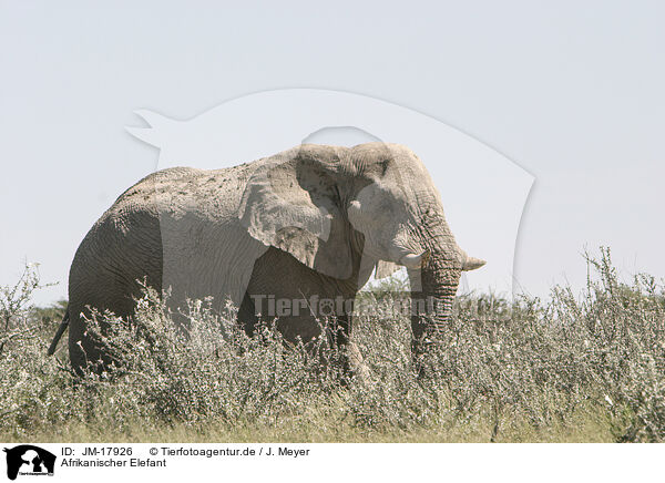 Afrikanischer Elefant / JM-17926