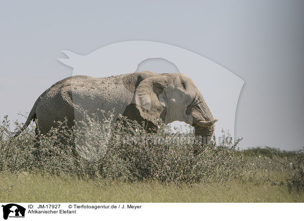 Afrikanischer Elefant / JM-17927