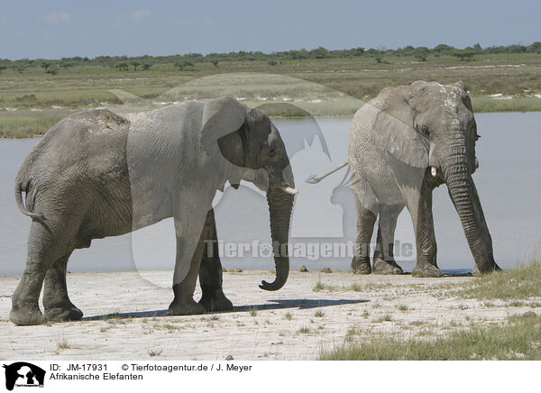 Afrikanische Elefanten / JM-17931