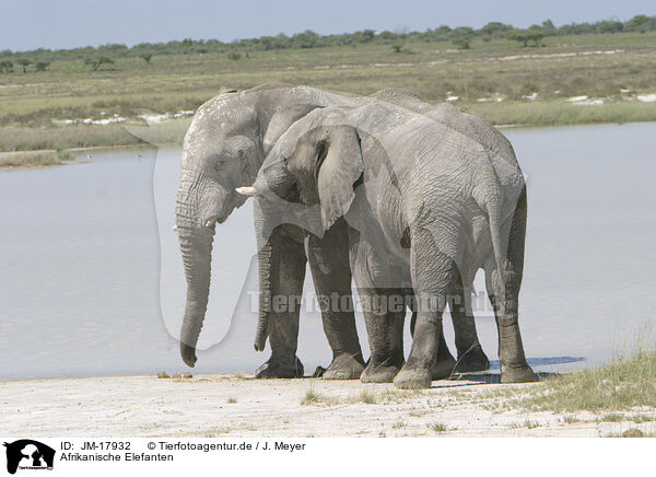 Afrikanische Elefanten / African elephants / JM-17932