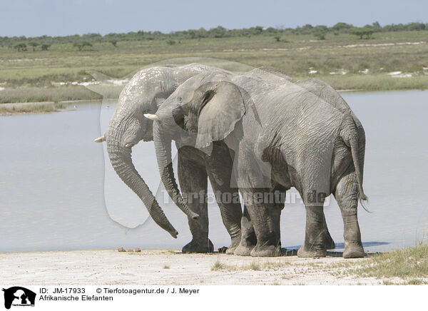 Afrikanische Elefanten / African elephants / JM-17933