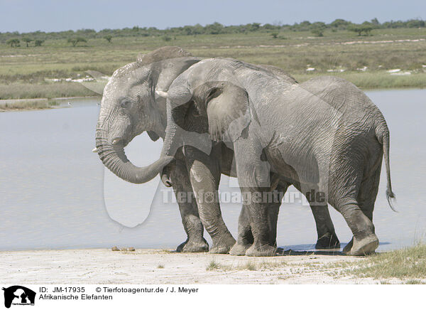 Afrikanische Elefanten / JM-17935