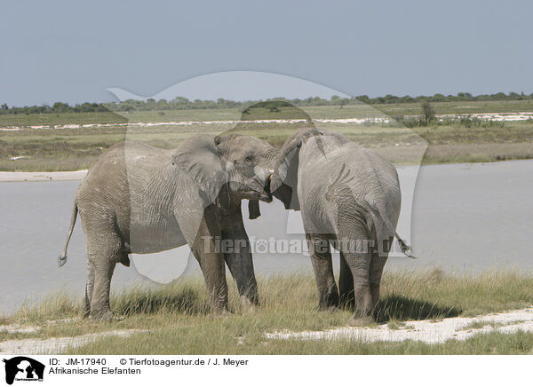 Afrikanische Elefanten / African elephants / JM-17940