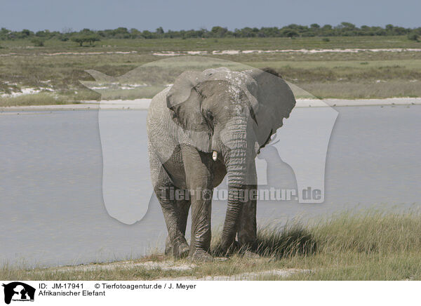 Afrikanischer Elefant / African elephant / JM-17941