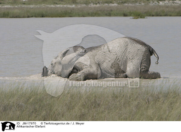 Afrikanischer Elefant / JM-17970