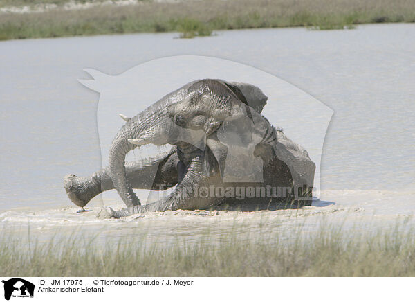 Afrikanischer Elefant / African elephant / JM-17975