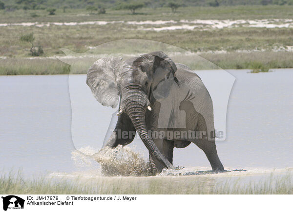 Afrikanischer Elefant / African elephant / JM-17979