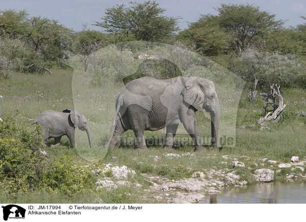 Afrikanische Elefanten / African elephants / JM-17994