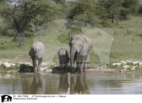 Afrikanische Elefanten / African elephants / JM-17996