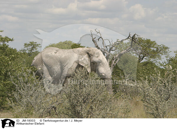 Afrikanischer Elefant / African elephant / JM-18003
