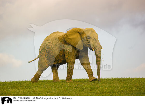 Afrikanischer Elefant / African elephant / PW-17390