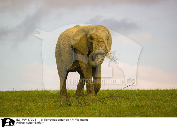 Afrikanischer Elefant / African elephant / PW-17391