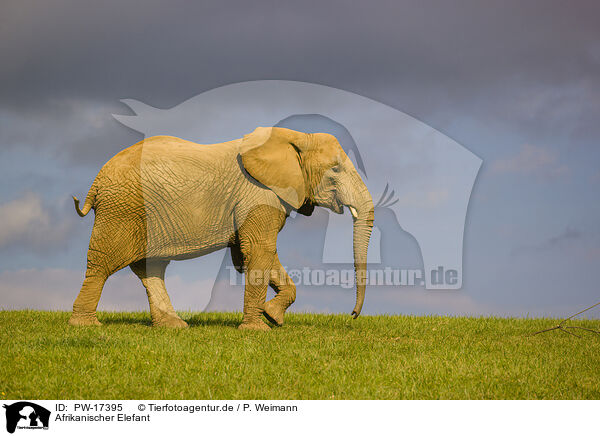Afrikanischer Elefant / African elephant / PW-17395