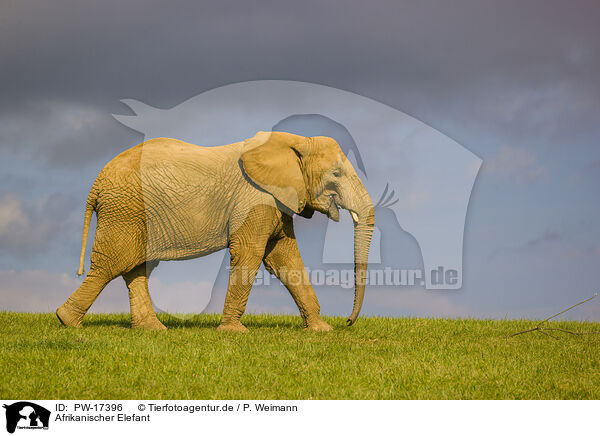 Afrikanischer Elefant / African elephant / PW-17396