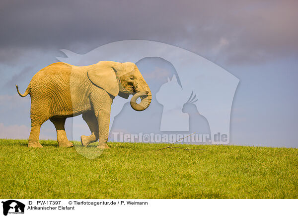 Afrikanischer Elefant / African elephant / PW-17397
