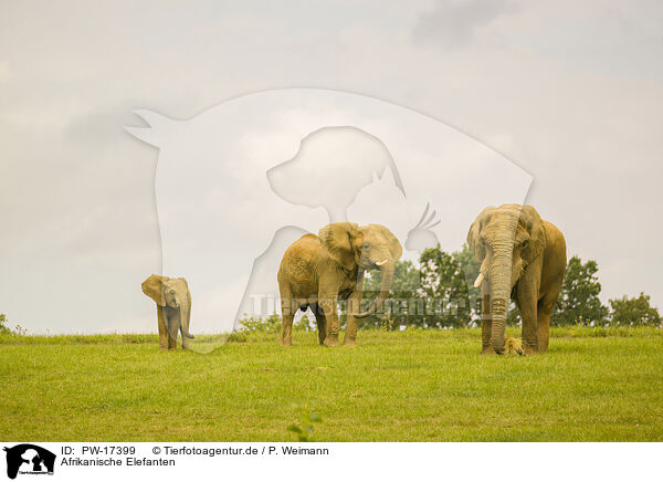 Afrikanische Elefanten / African elephants / PW-17399