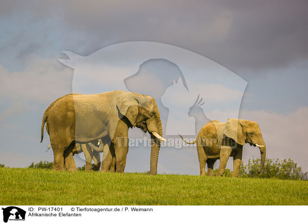 Afrikanische Elefanten / African elephants / PW-17401