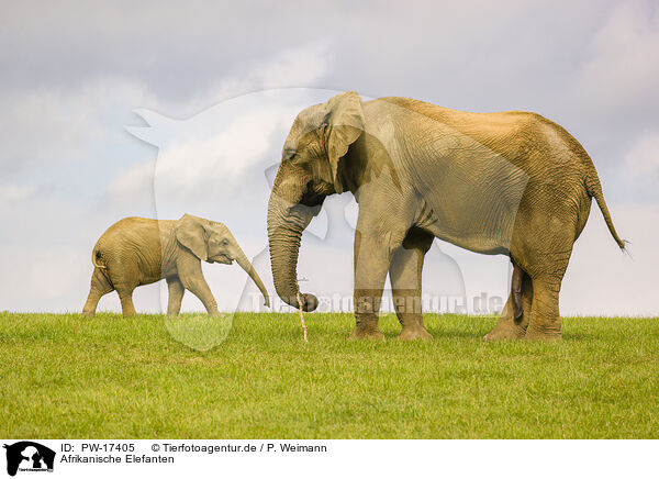 Afrikanische Elefanten / PW-17405