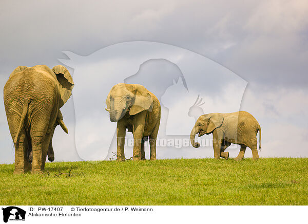 Afrikanische Elefanten / PW-17407