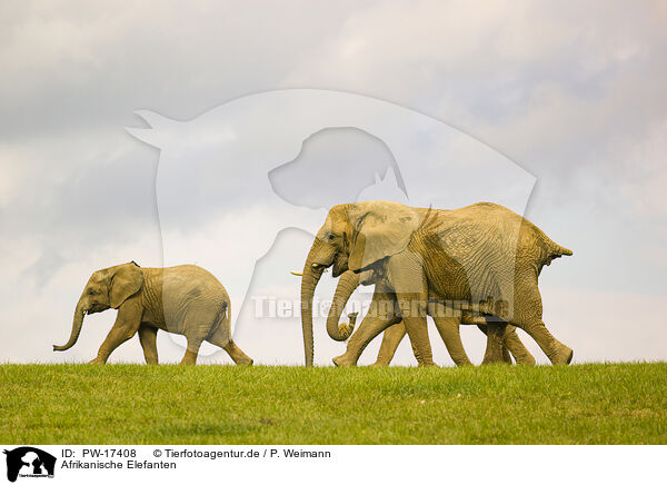 Afrikanische Elefanten / African elephants / PW-17408