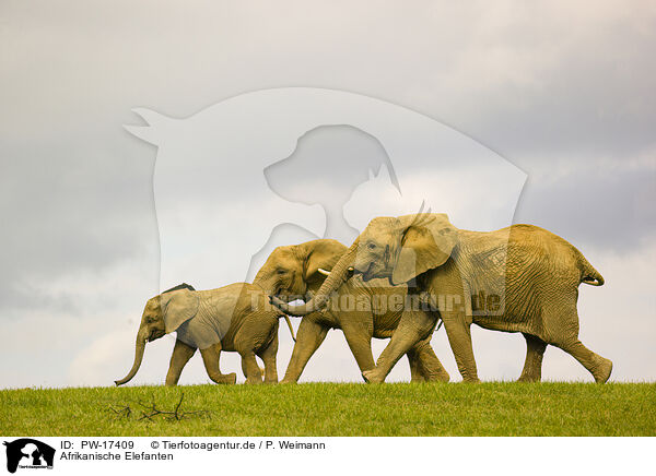 Afrikanische Elefanten / PW-17409