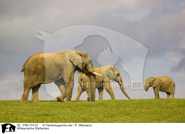 Afrikanische Elefanten / African elephants / PW-17412