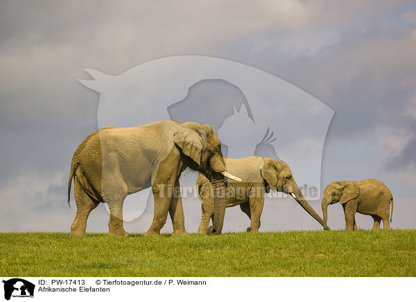 Afrikanische Elefanten / PW-17413