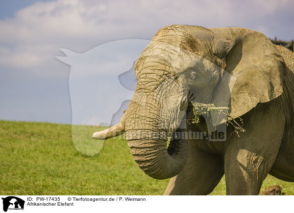 Afrikanischer Elefant / African elephant / PW-17435