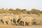 Afrikanische Elefanten und Zebras
