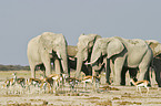 Afrikanische Elefanten und Springbcke