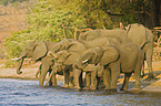 trinkende Afrikanische Elefanten