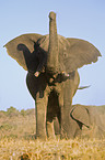 Afrikanischer Elefant beim Staubbad