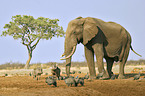 Afrikanischer Elefant und Warzenschweine