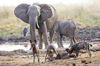 Afrikanische Elefanten und Wildhunde