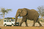 Afrikanischer Elefant und Jeep