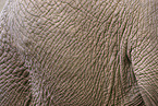 Haut eines Afrikanischen Elefanten