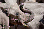 Herde Afrikanischer Elefanten
